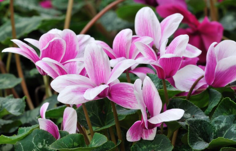 Quand tailler les cyclamens : découvrez le mois idéal pour garantir leur floraison