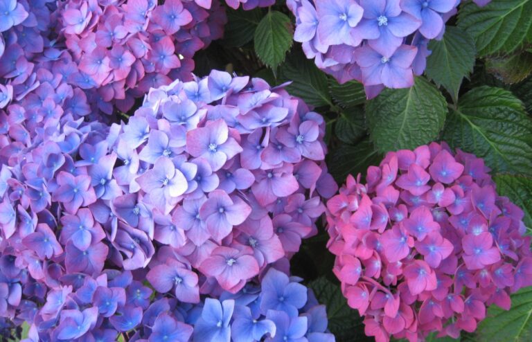 hortensia