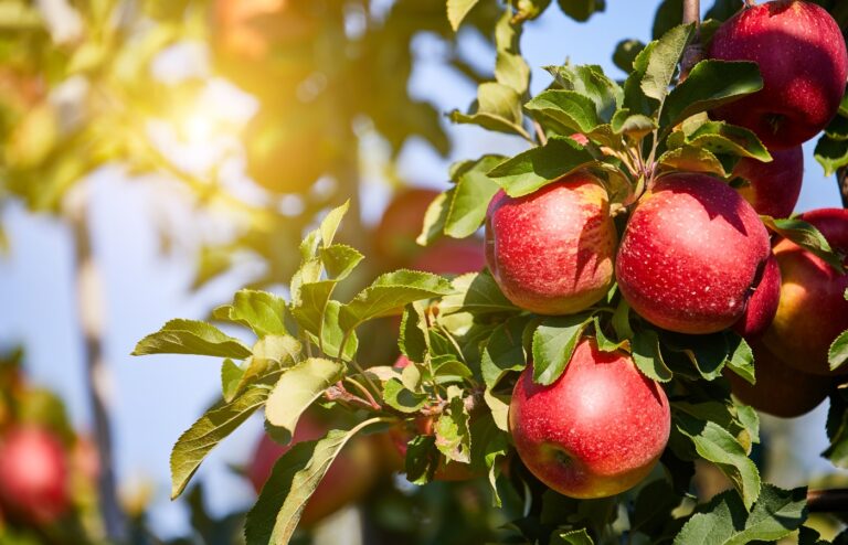 Ces arbres fruitiers sont parfaits pour les débutants