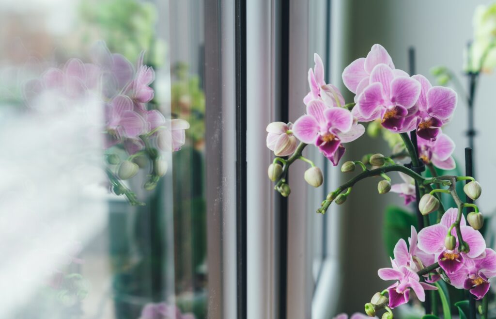 faire refleurir une orchidée